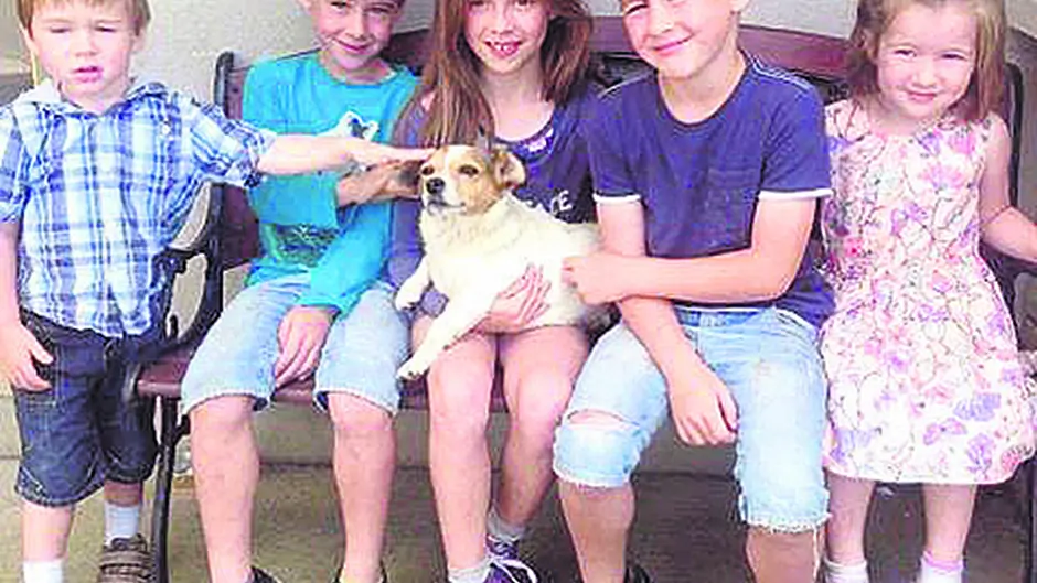 ‘Lilly' the Jack Russell is back home after her five-year ordeal Image