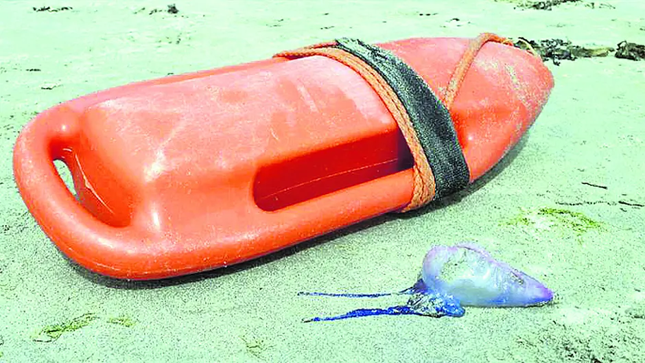 Red flag days at beaches as jellyfish land Image