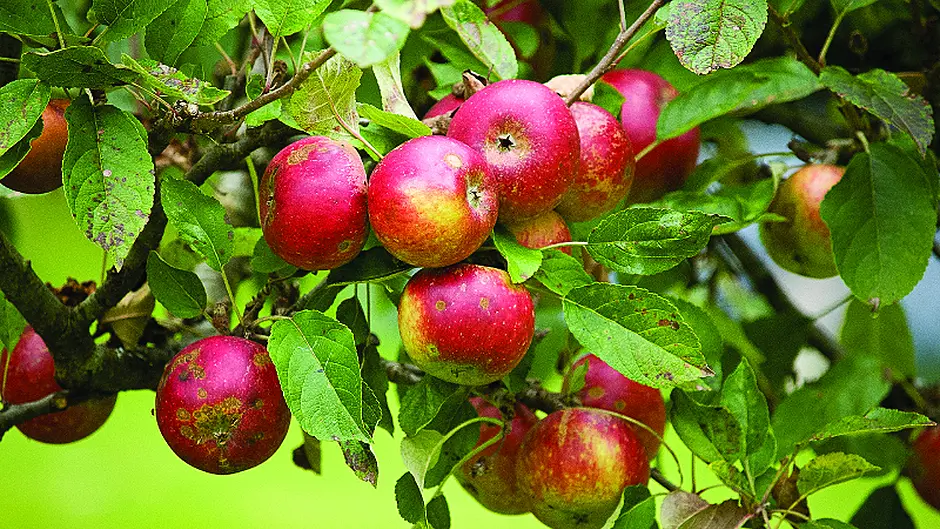 A good autumn helps winter crops Image