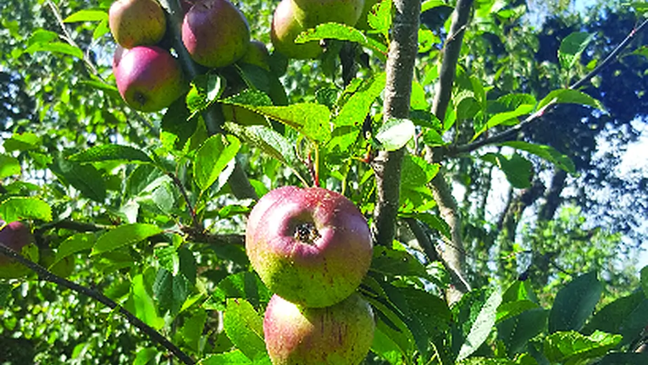 Apple tree revered through the ages Image