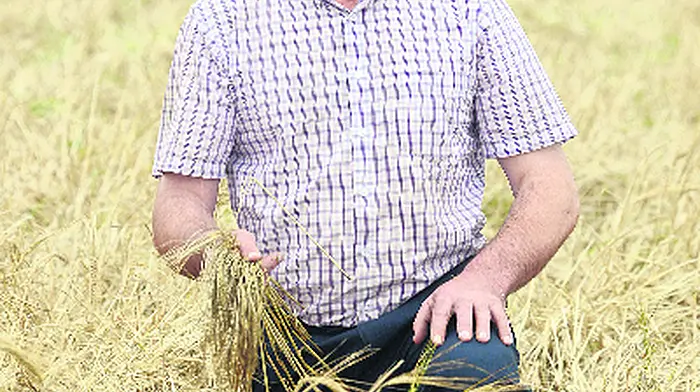 Farmer facing €10,000 loss on ruined crop Image