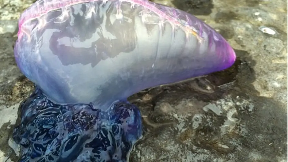 Warning as Saturday's new moon may bring more dangerous jellyfish to West Cork Image