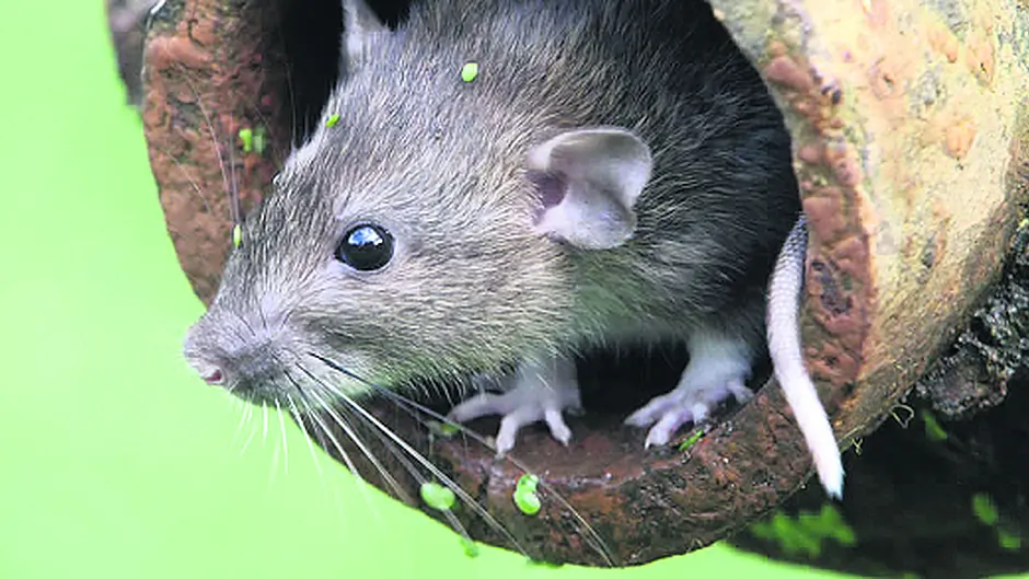 Warning issued as rats being displaced due to flood waters Image