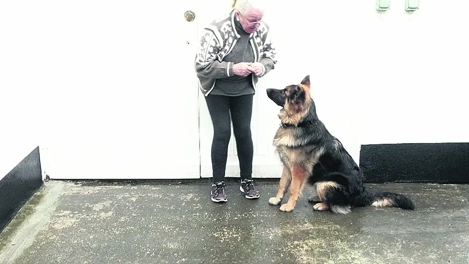 Gardai probe ‘electronic' attack on couple's puppy Image