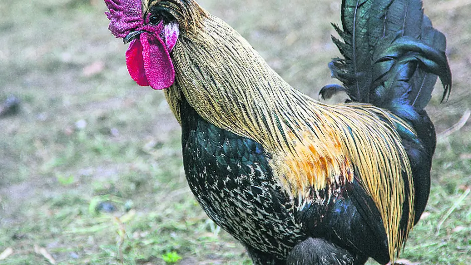 Humans and chickens have a long history Image