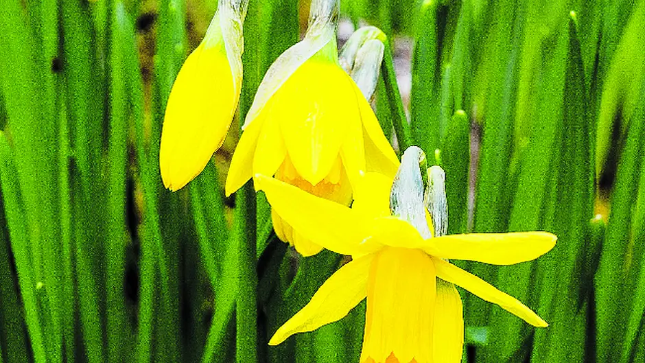 Early growth may yet be hindered by cold weather Image