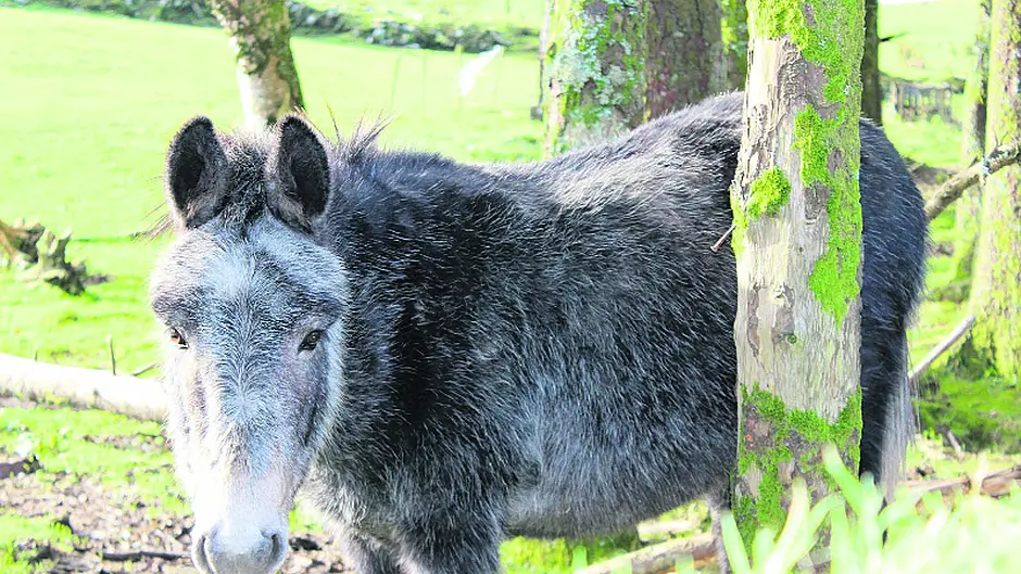 Elderly couple's seven donkeys taken into care of Sanctuary Image