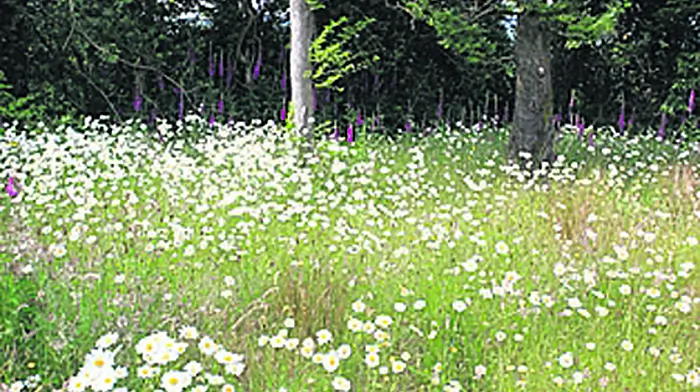 Bantry may get an ‘eco' woodland burial site Image