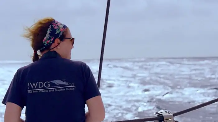 Cape Clear features in humpback whales movie Image