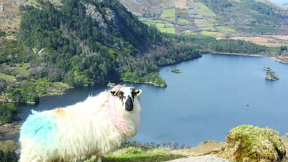 Marie's perfect ewe view is Picture of the Year Image
