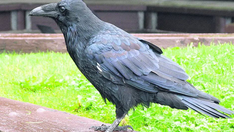 The raven is the biggest type of crow Image