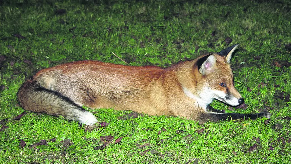 Adaptabilty  is key to the fox's success Image