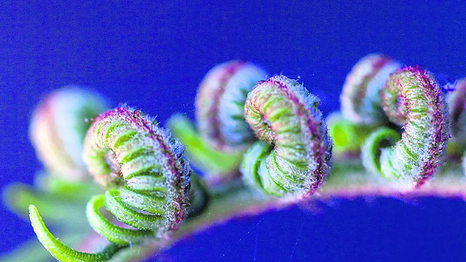 Bringing ferns to the fore Image