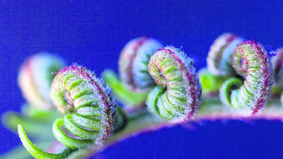 Bringing ferns to the fore Image
