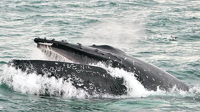 Whale Trail could add to tourism  offering Image