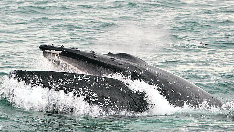 Whale Trail could add to tourism  offering Image