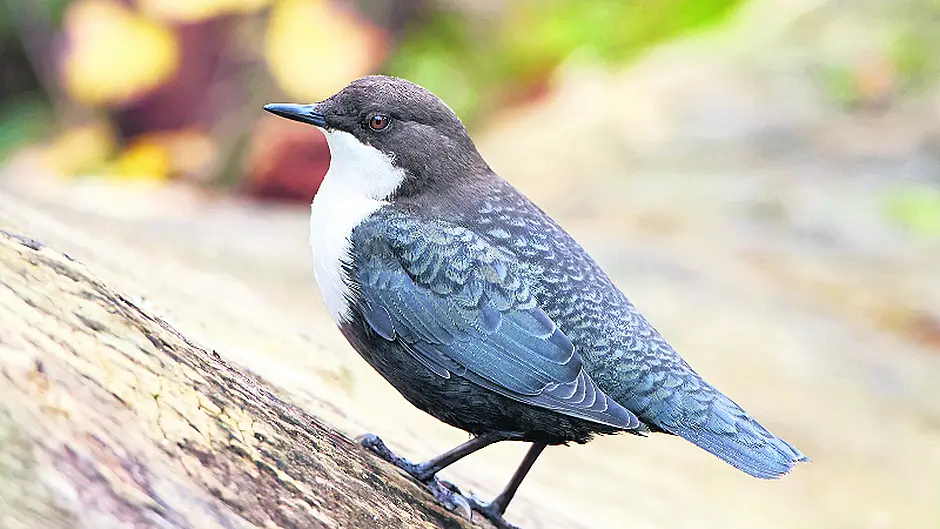 The distinctive dipper is rarely seen Image
