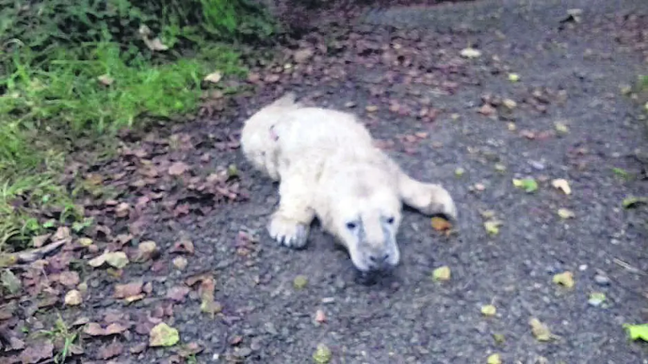 Seal pup was barking up the right tree Image