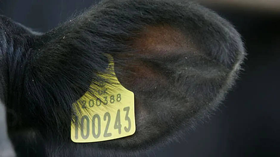Changes to ear tagging raise a few eyebrows Image
