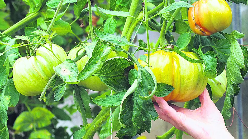 Take care to avoid frost damage Image