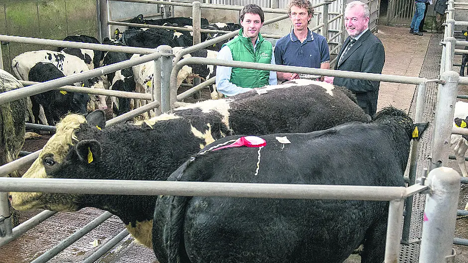 Quality cattle on show in Bandon Image