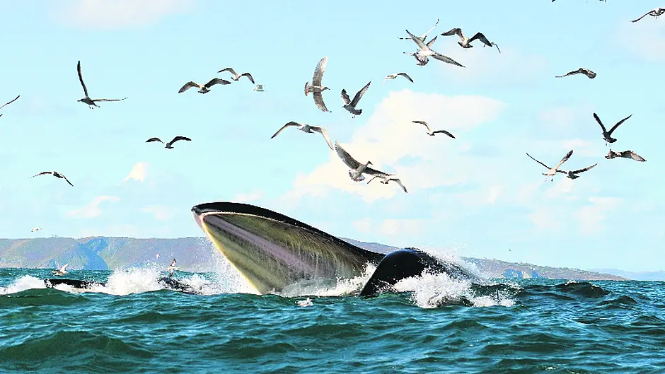 Snap! Two great fishy tales landed in West Cork Image