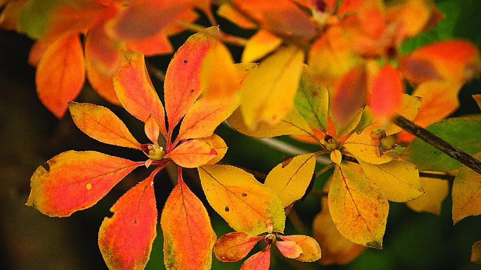 Act now to boost autumn colour Image