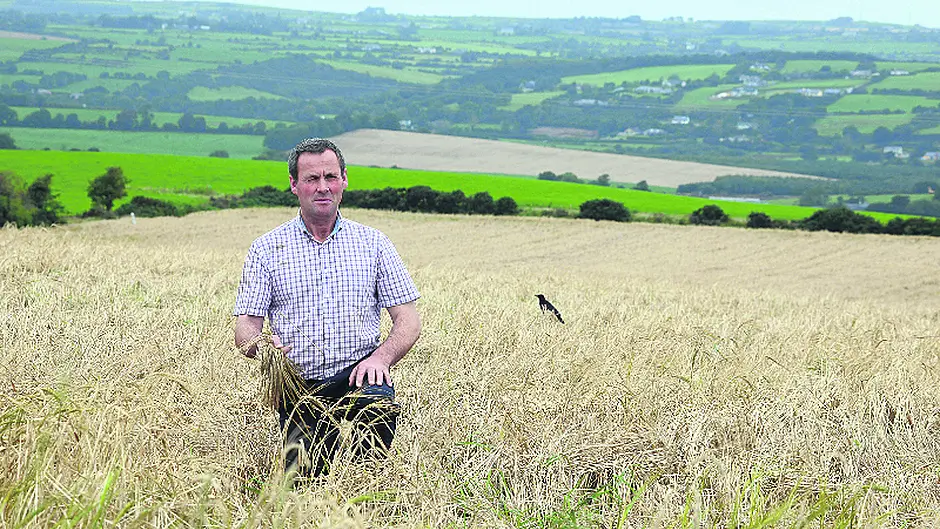 To sow or not to sow – the dilemma  facing West Cork tillage farmers Image