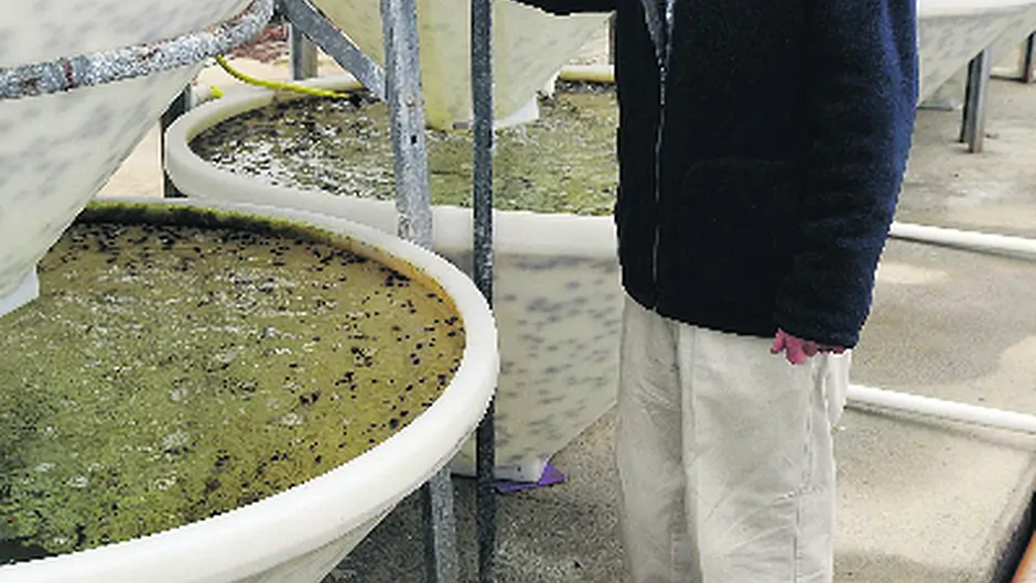 Sea urchin hatchery up for sale as John seeks calmer waters Image