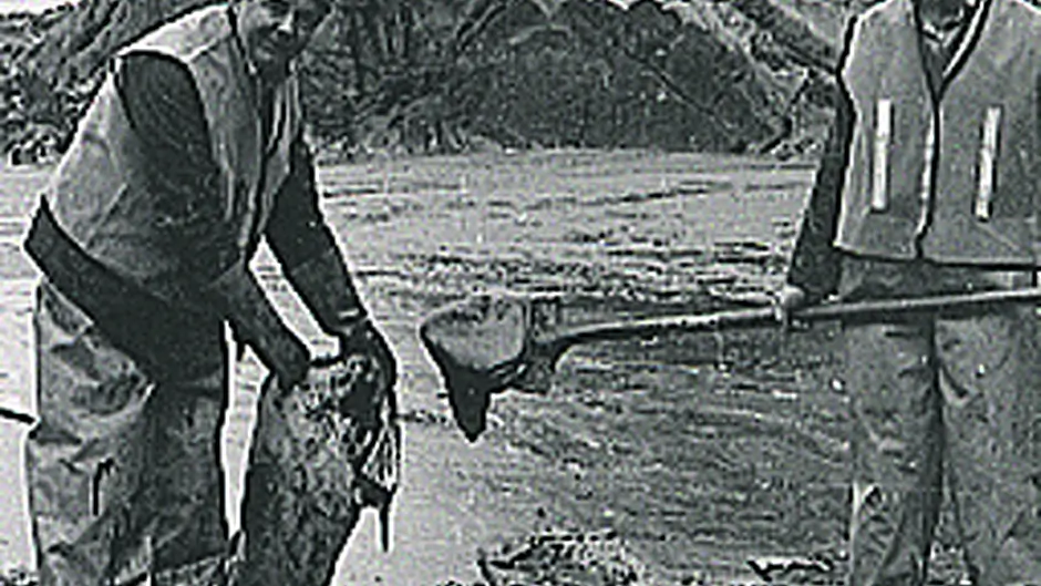 The herring spawning grounds are still recovering Image