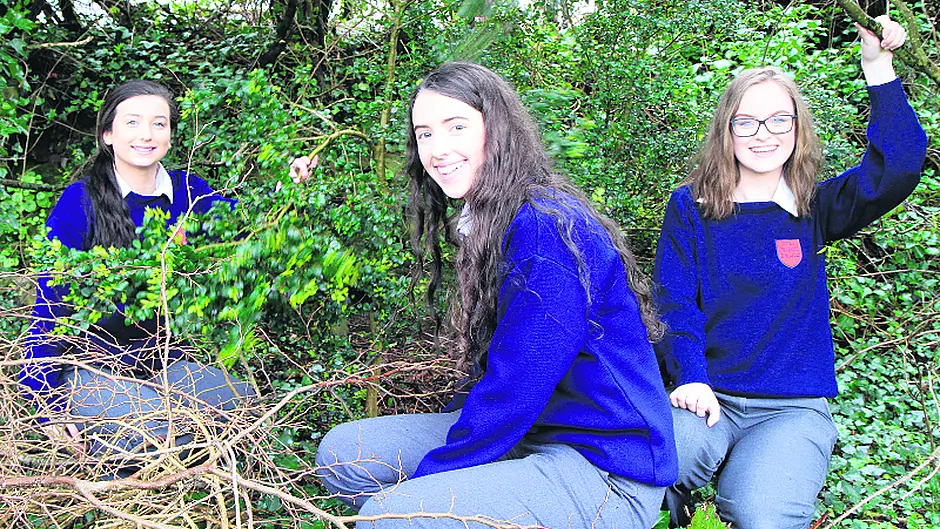 Beara ‘ticks' blamed for high Lyme disease rates Image