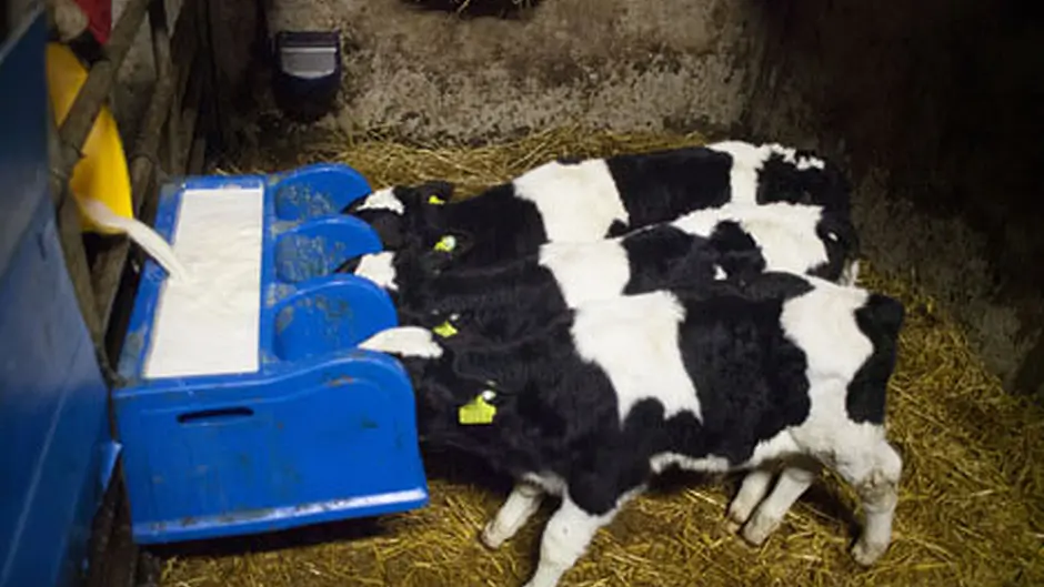 Calves stolen from three farms Image