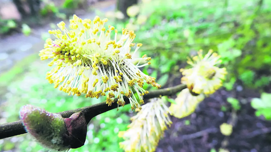The humble willow has many qualities Image