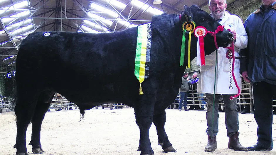 Top bull makes €3,600 in Bandon Image