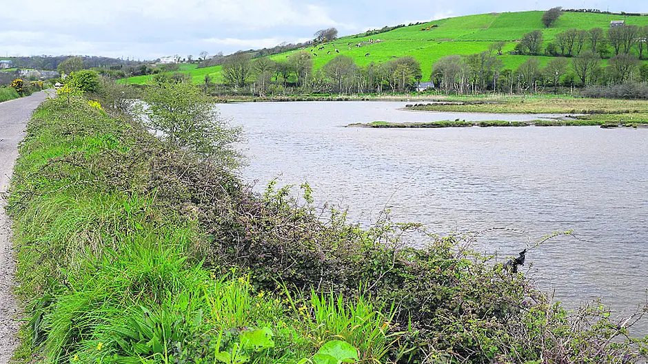 Why we should be shouting about Clonakilty's incredible wetlands Image