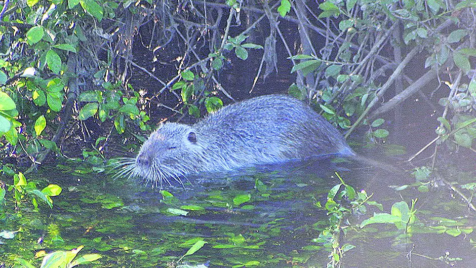 ‘Giant rat-like' coypu spotted in West Cork village Image