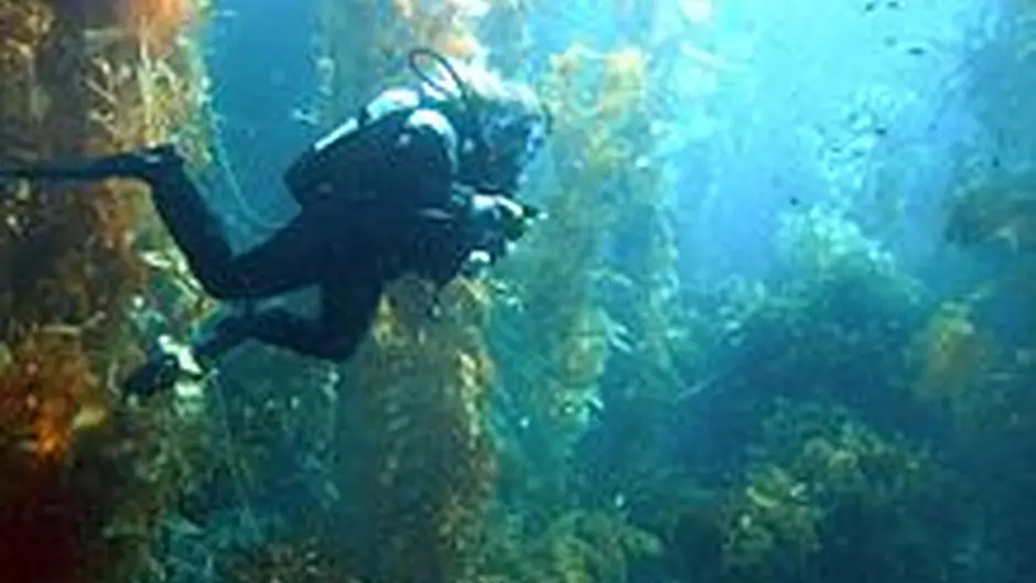 Collins raises Bantry Bay seaweed licence in Dáil Image