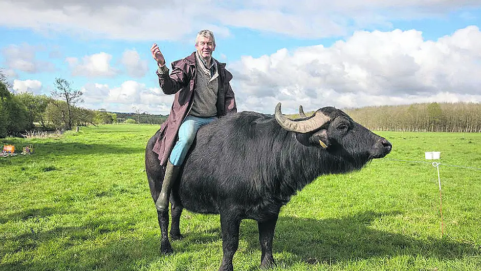 Have you ‘herd' about Aldi's new Buffalo Boy? Image