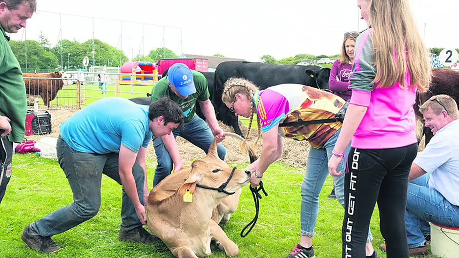 Tiger Lilly steals the show in Barryroe Image