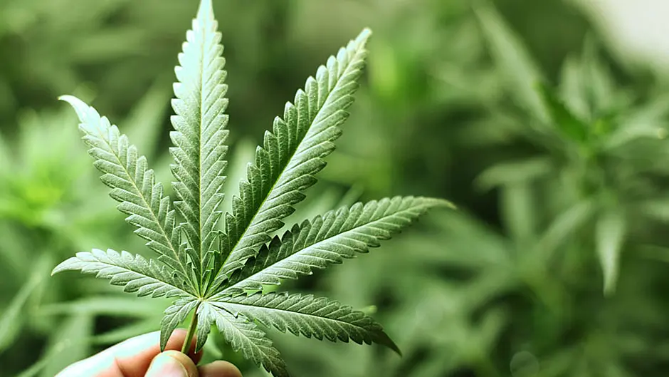 Man with cannabis worth €3,400 is ‘misguided' about drugs, says judge Image