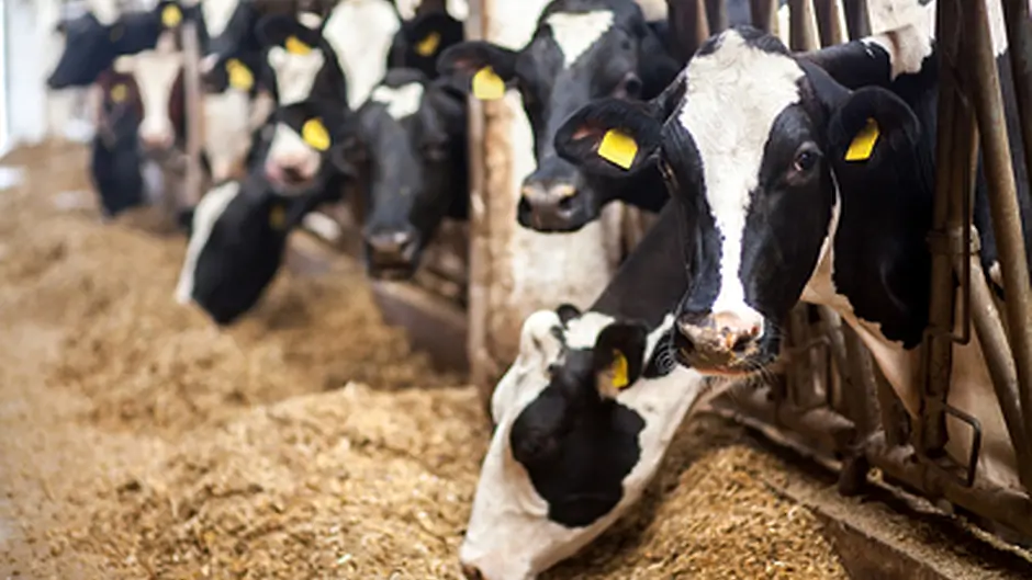 Teagasc seeing strong growth for dairy farms Image