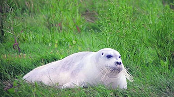 Arctic bearded seal seen at Timoleague petrol station Image