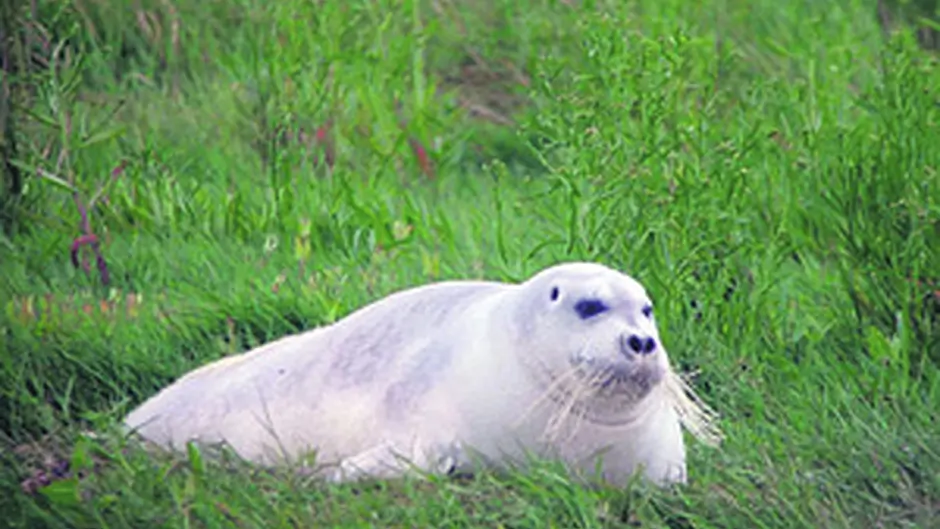 Arctic bearded seal seen at Timoleague petrol station Image
