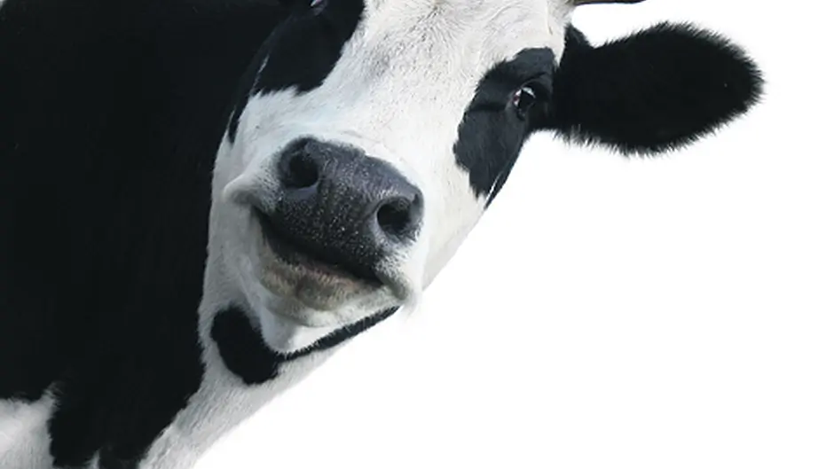 Advances in mastitis detection are  an ‘udder' coup for Cork Image