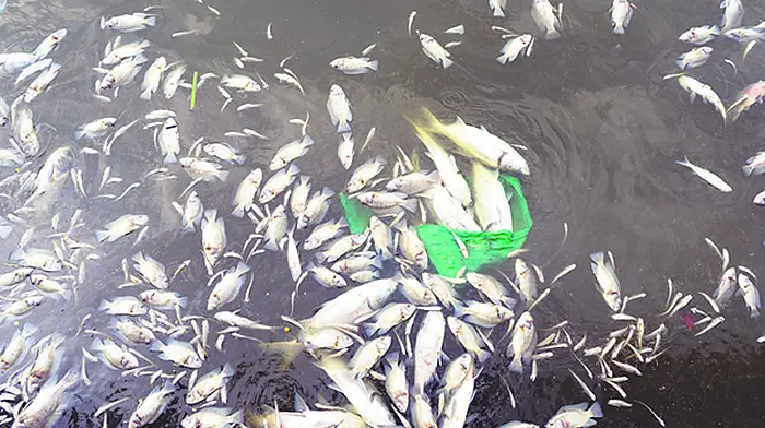 Figures show Cork had the most fish kills from farming in 2016 Image