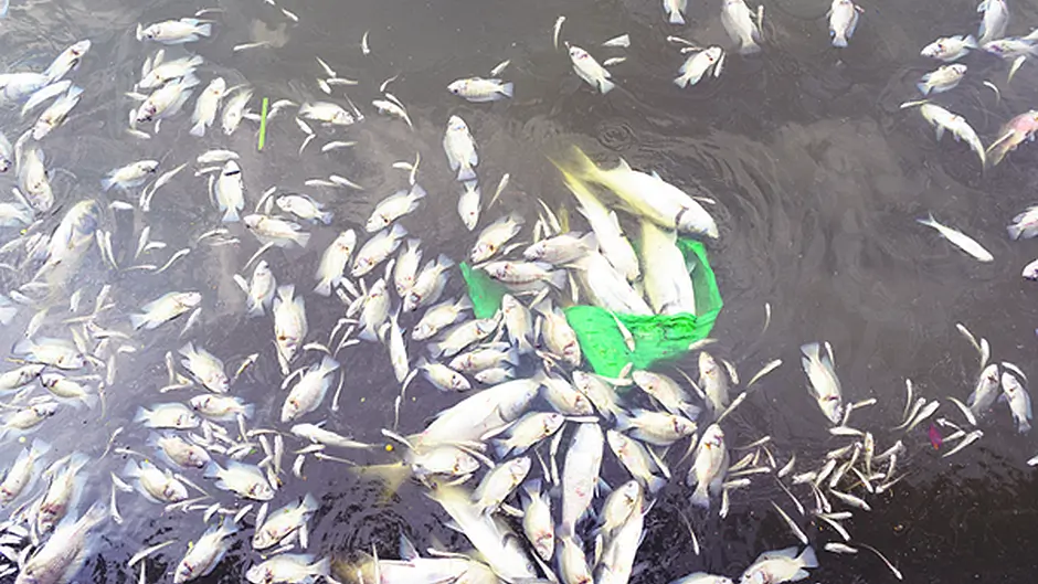 Figures show Cork had the most fish kills from farming in 2016 Image