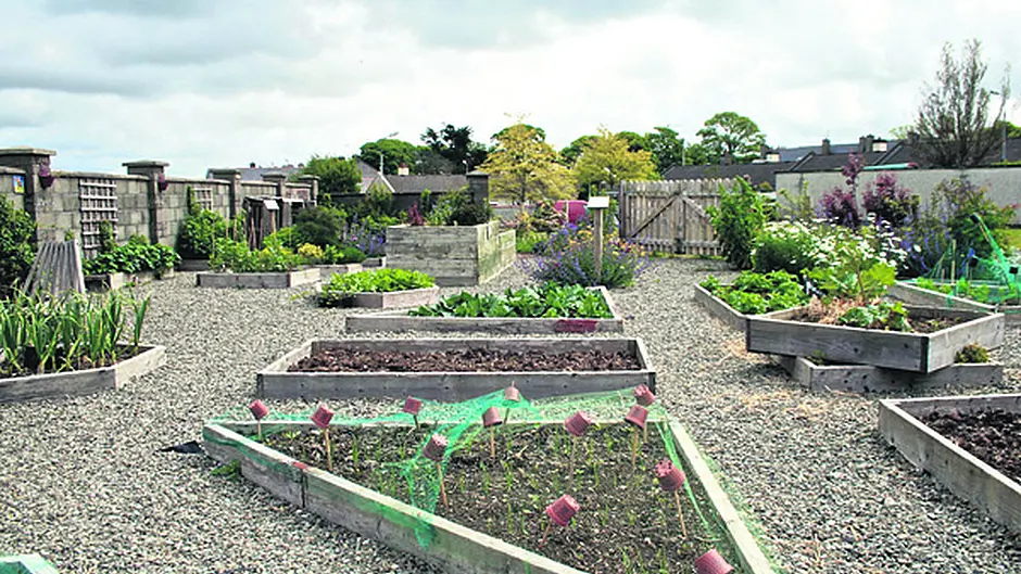 Community Garden in Dunmanway is up for an ‘Excellence' award Image