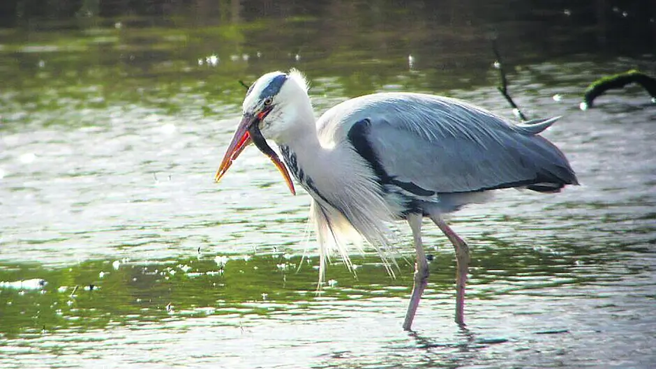Explore some of West Cork's natural heritage with BirdWatch Ireland Image