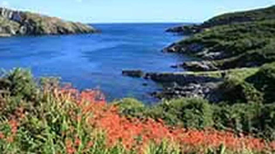 Hurley defends Council after accusations that it ‘butchered' Sherkin Island's hedgerows Image