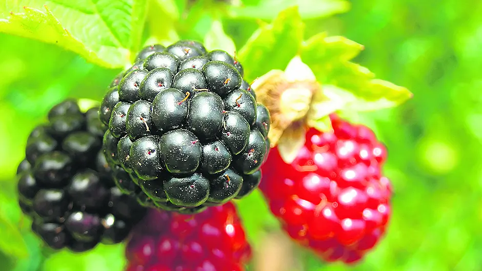 Ubiquitous bramble loved by jam- makers but loathed by gardeners Image